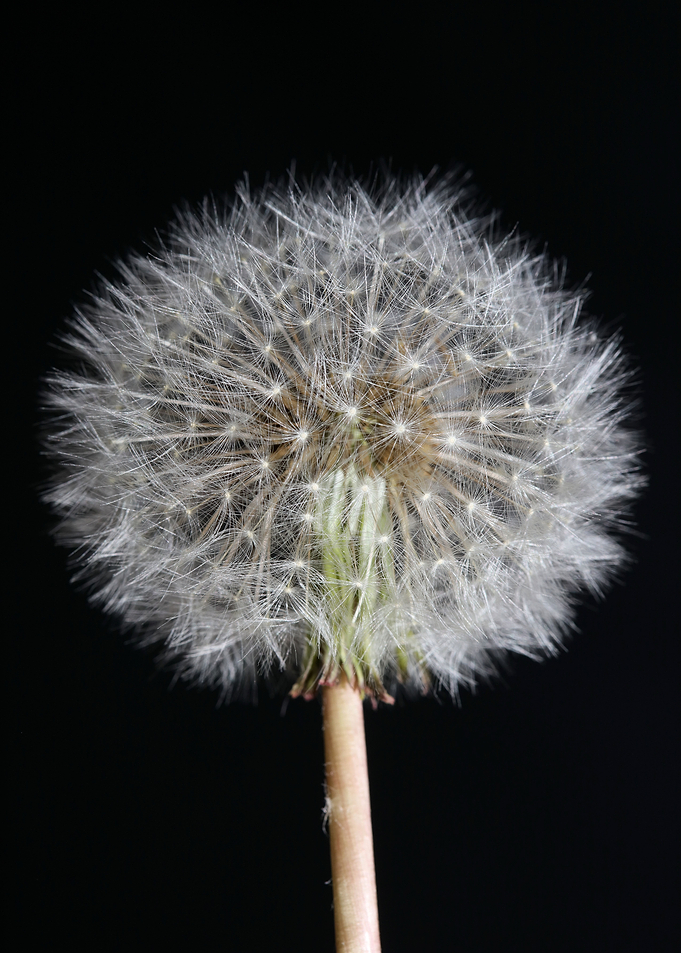 Taraxacum blowball flower