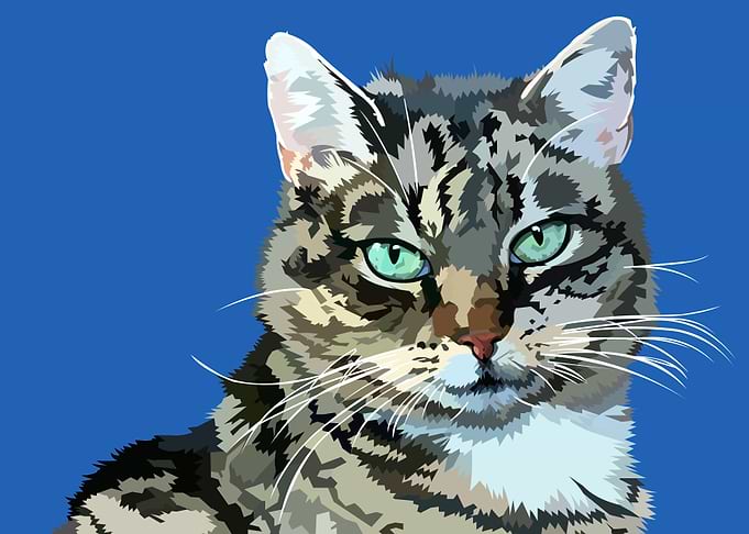Blue house cat