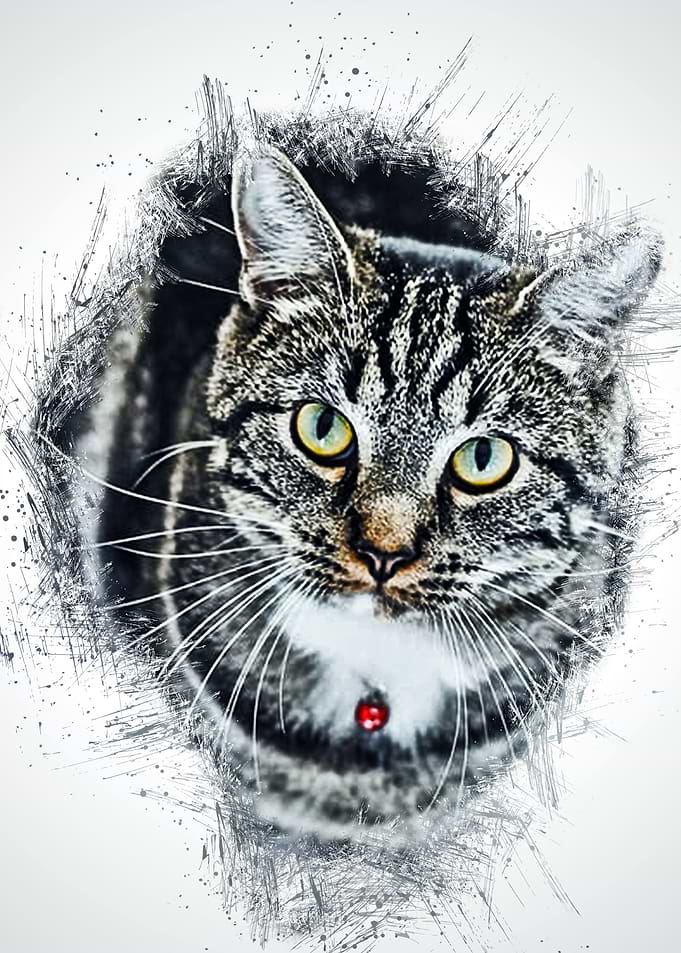 Cat Cute Animal