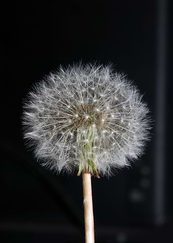 Taraxacum blowball flower