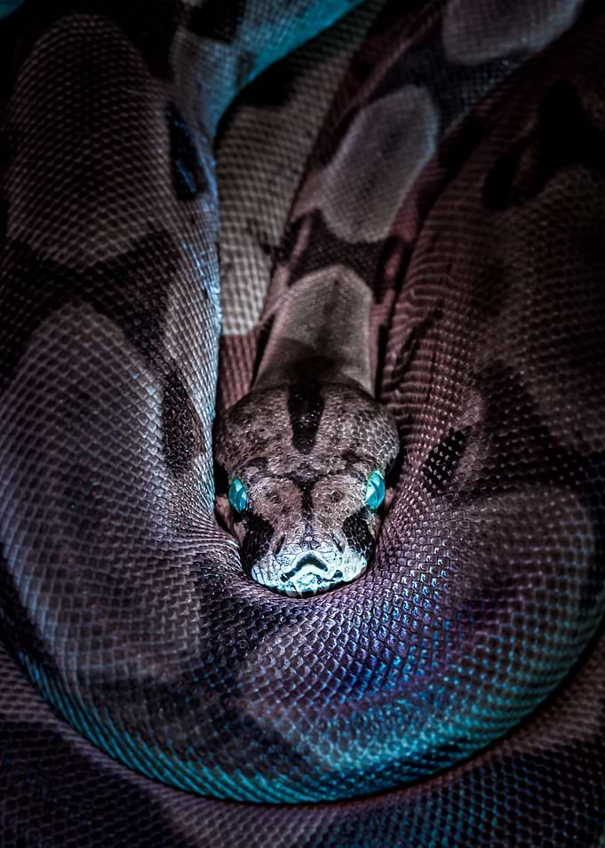 Blue Eyes Snake