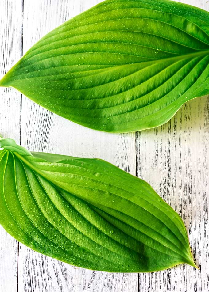 Two green leaves