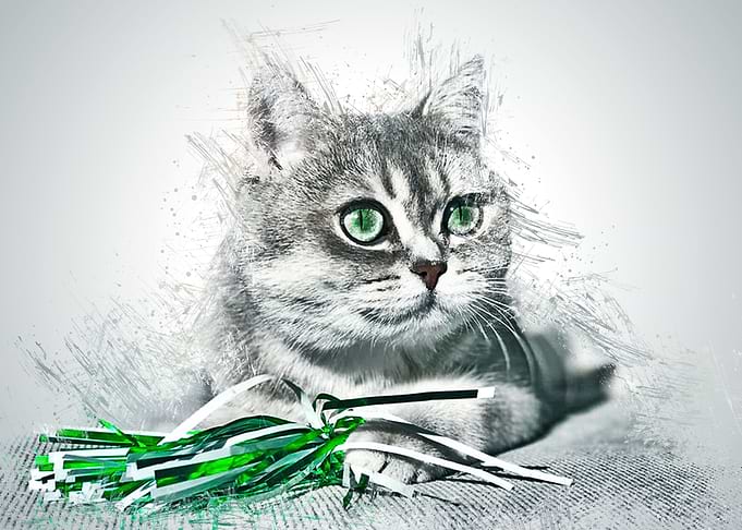 Cat Cute Animal