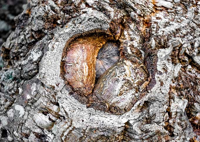Quercus Suber