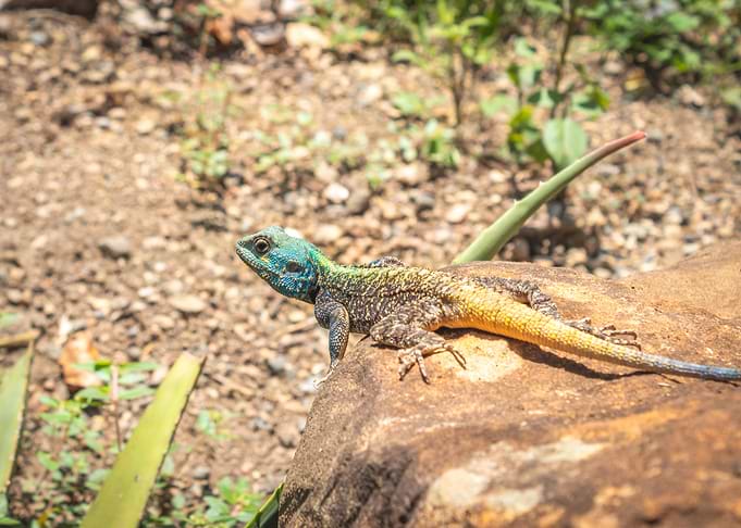 Agama lizard