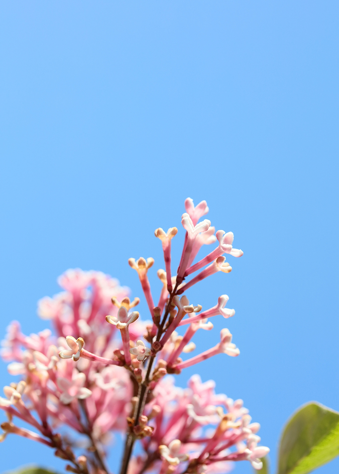 Syringa vulgaris oleaceae