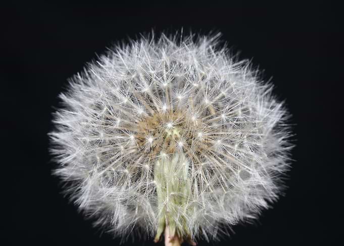 Taraxacum blowball flower