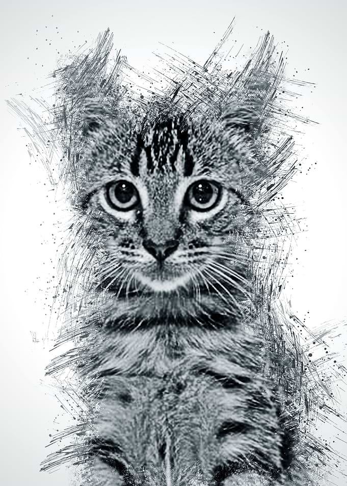 Cat Cute Animal