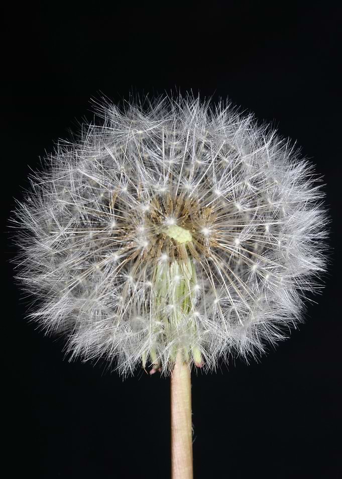 Blowball wild flower