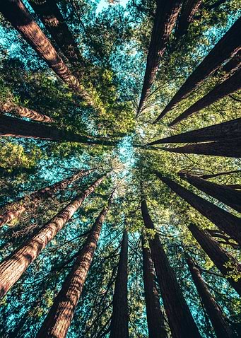Into the Forest