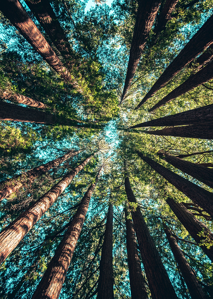 Into the Forest