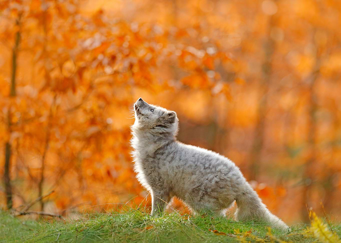 Vulpes Wildlife Landscape