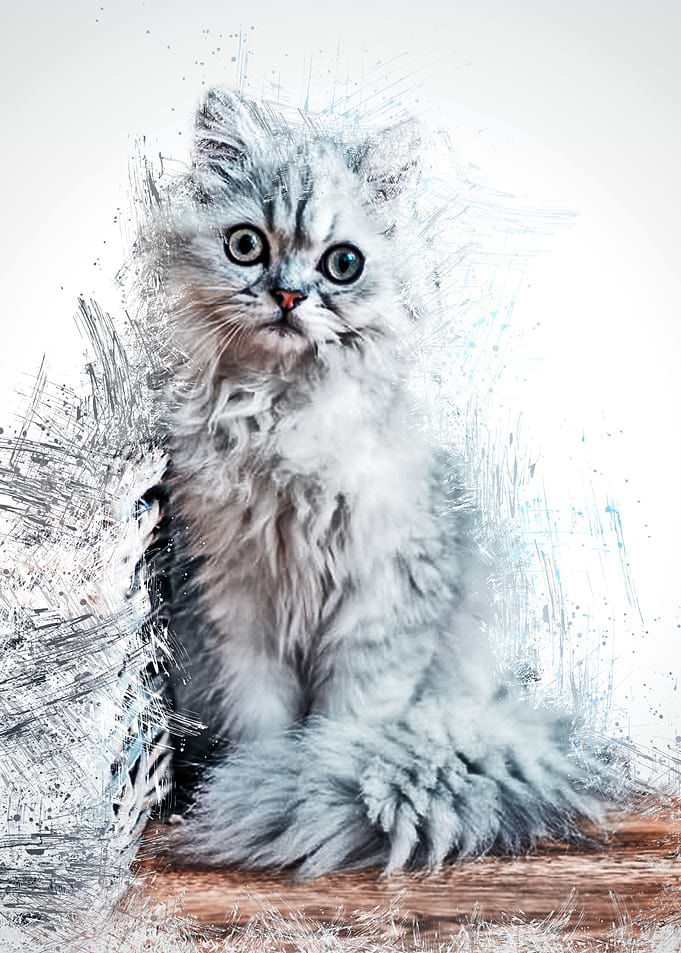 Cat Cute Animal