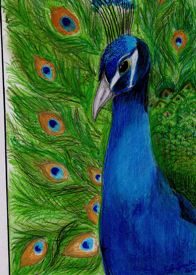 Peacock