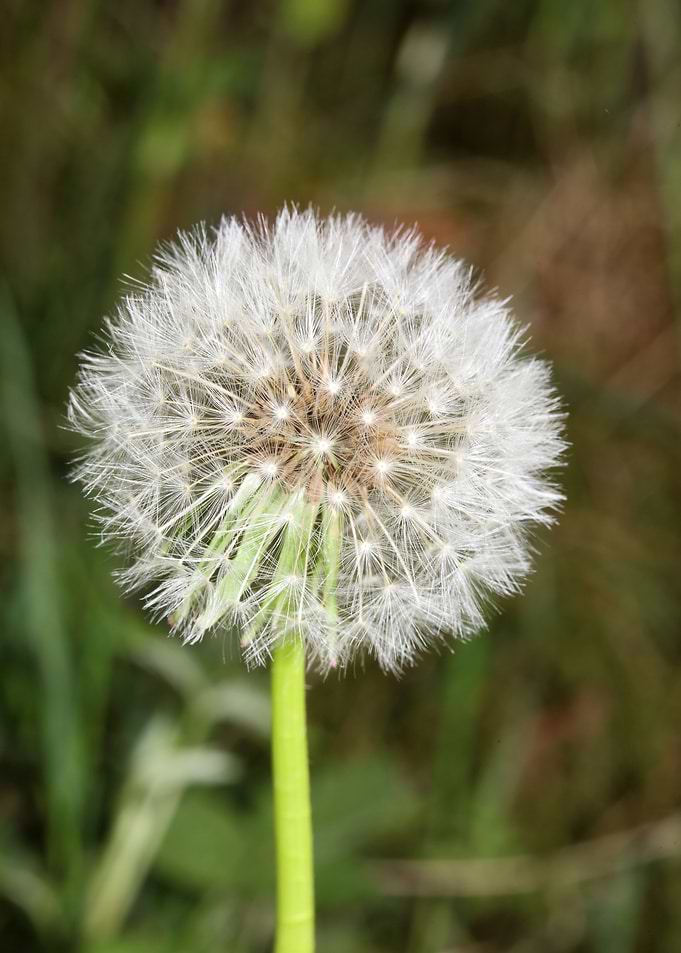 Blowball wild flower