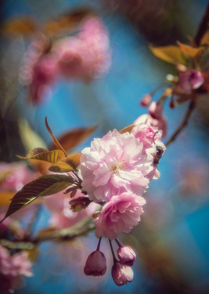 Cherrie Tree