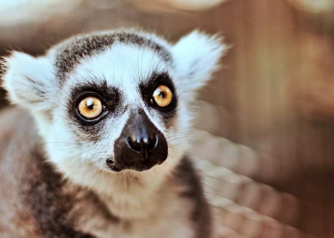 Cute Lemur