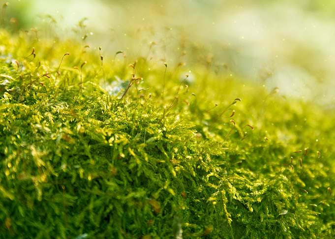 Natural Green