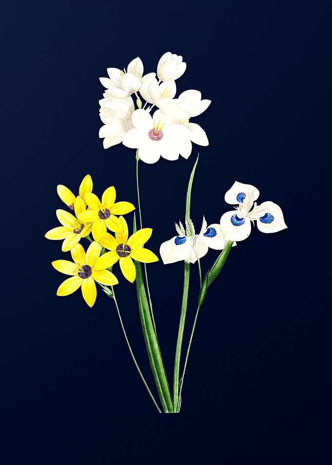 Corn Lily on Blue