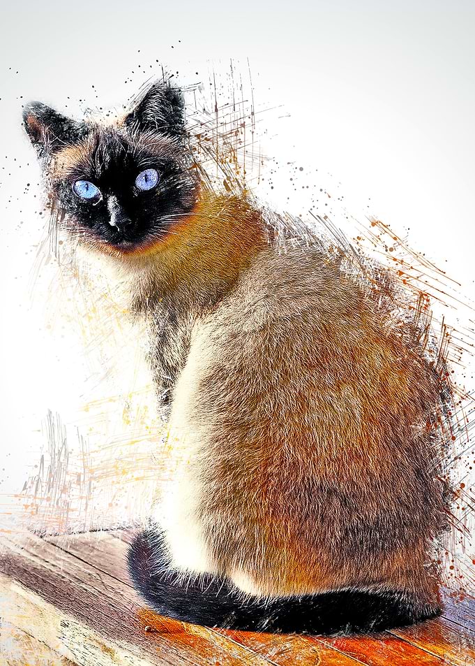 Cat Cute Animal