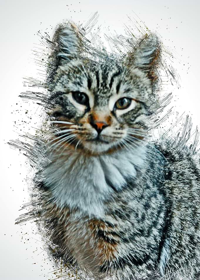 Cat Cute Animal