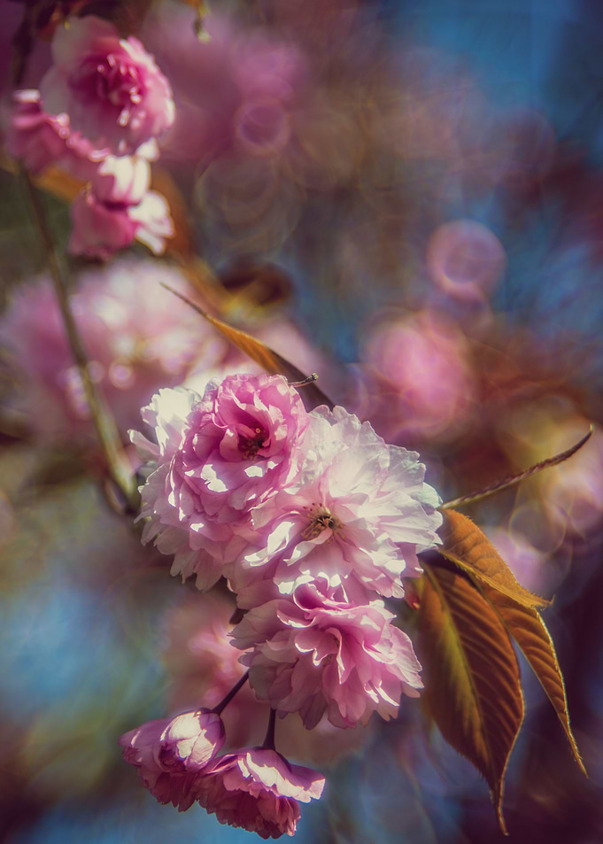 Cherrie Tree