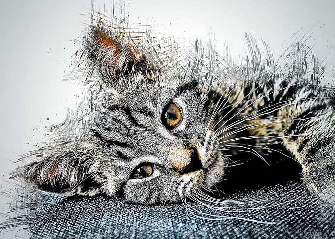 Cat Cute Animal