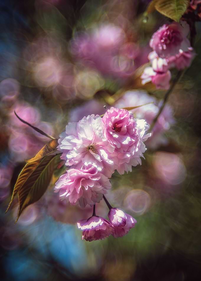 Cherrie Tree