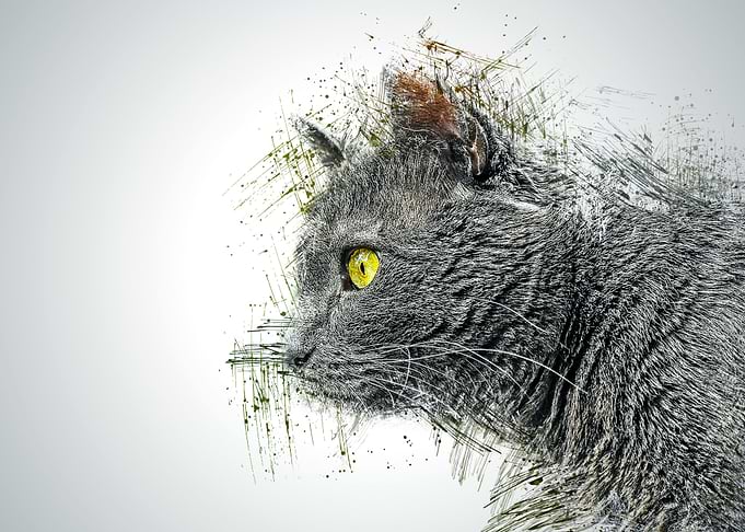 Cat Animal Illustration