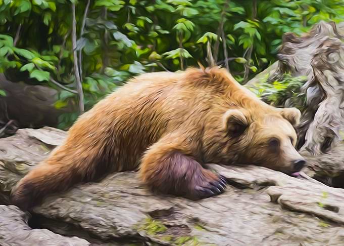 Cute Brown Bear