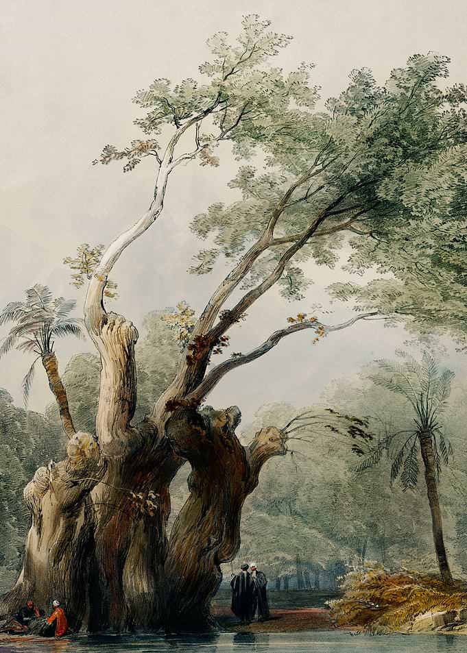 The holy tree of Metereah