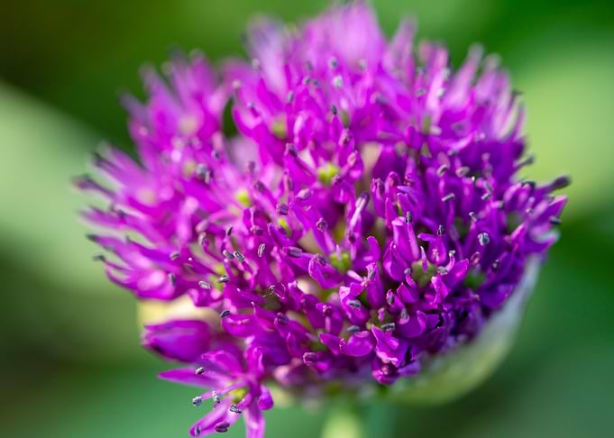 Purple onion