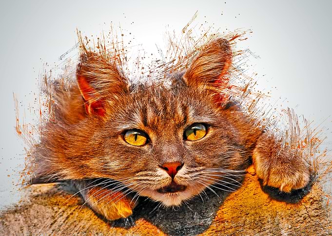 Cat Cute Animal