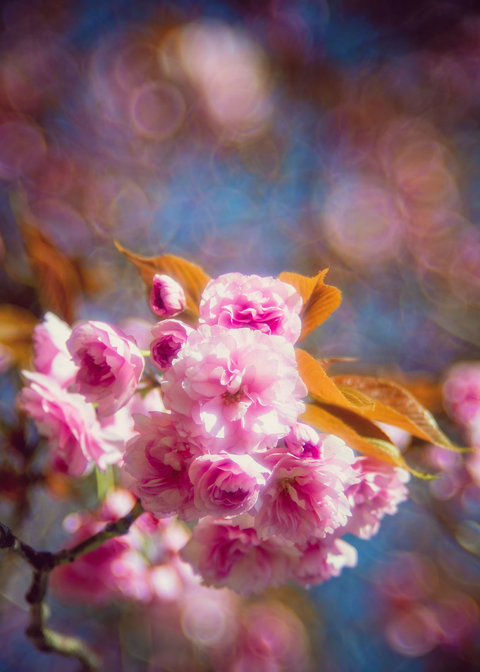 Cherrie Blossom