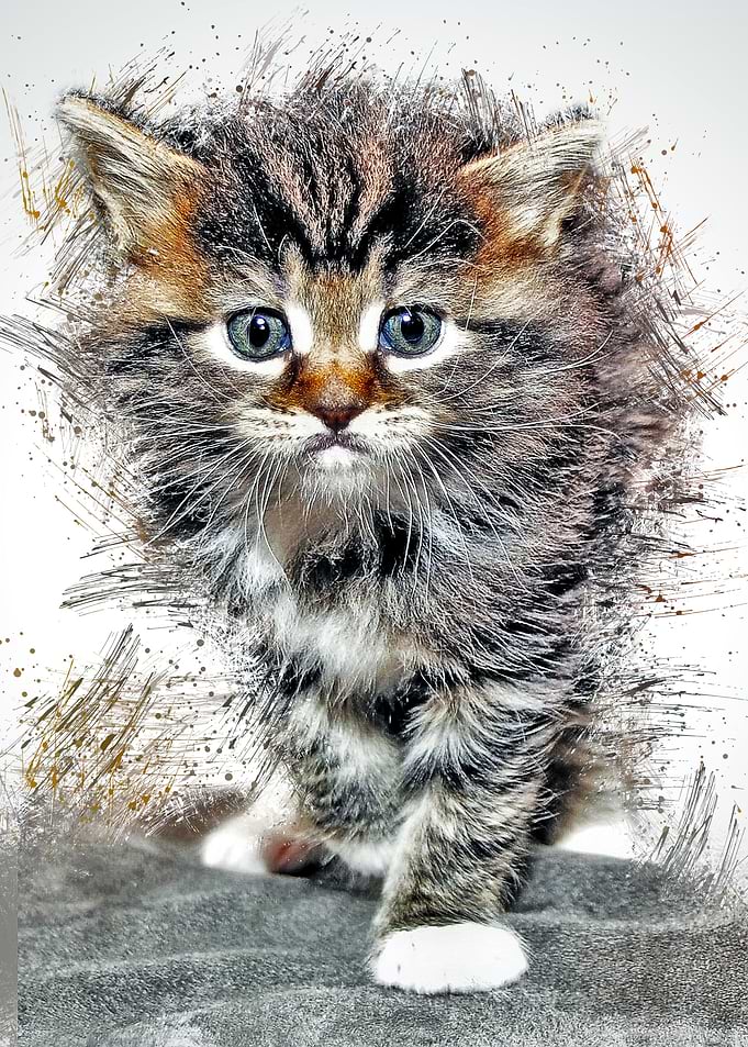 Cat Cute Animal