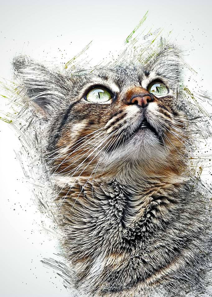 Cat Cute Animal