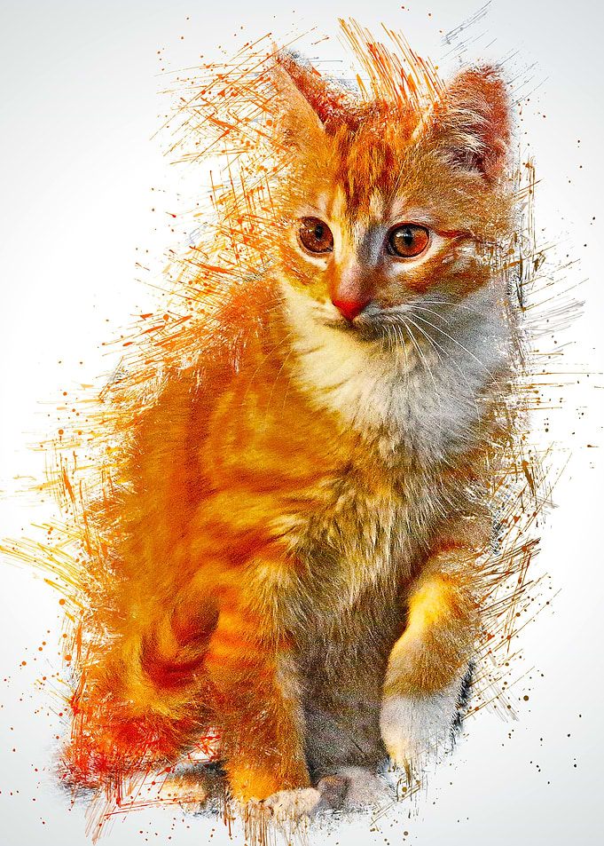 Cat Animal Illustration