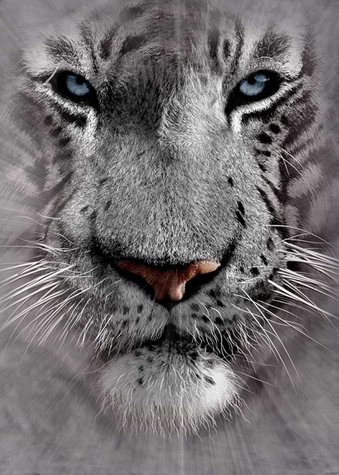 White Tiger