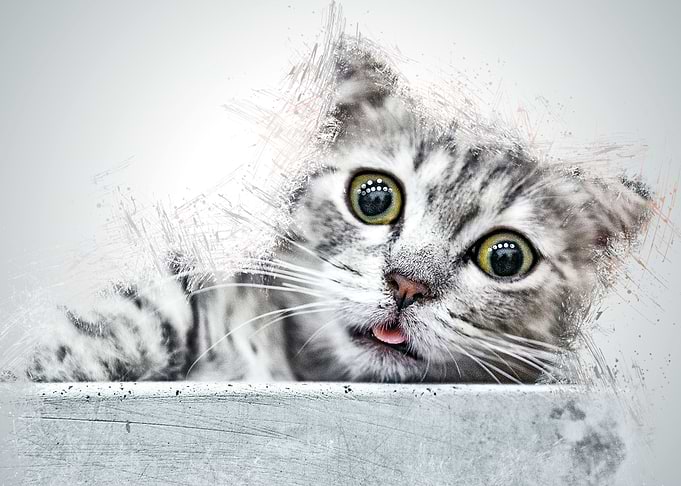 Cat Cute Animal