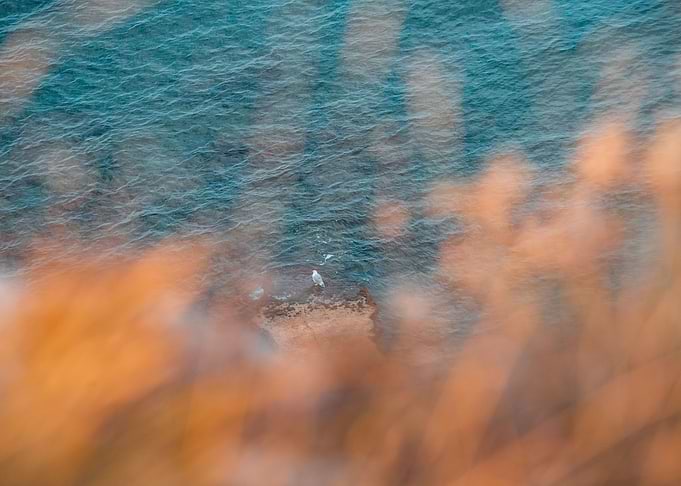bird in rock