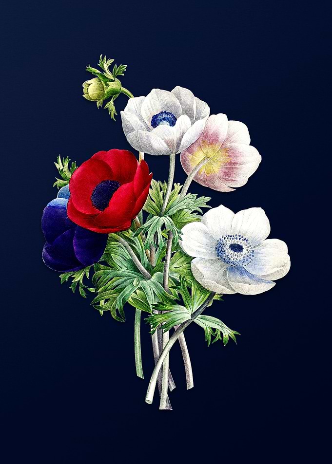 Anemone Simplex on Blue