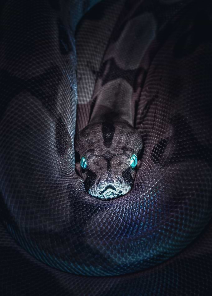 Dark Snake