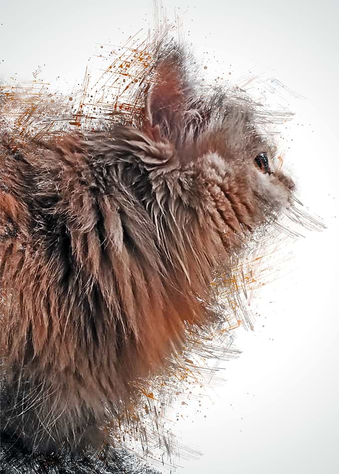 Cat Cute Animal