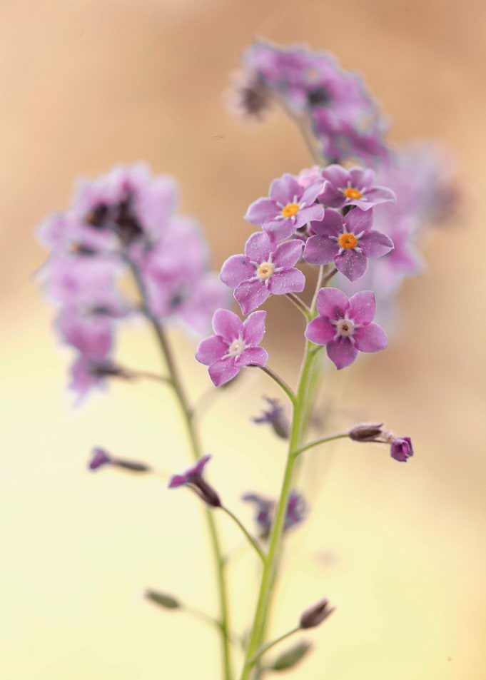 Floral composition