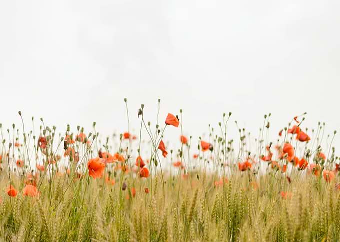 FLOWER LANDSCAPE