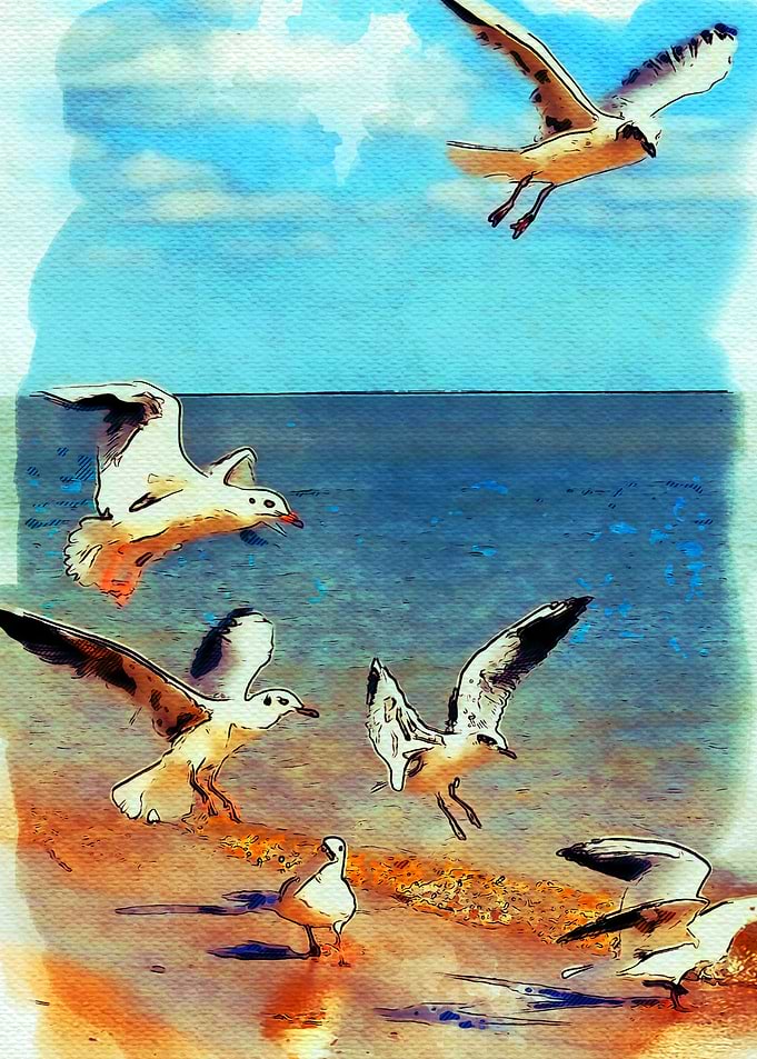 Seaguls Of Italy
