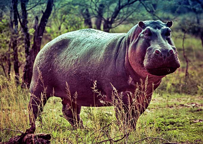 Happy Hippo