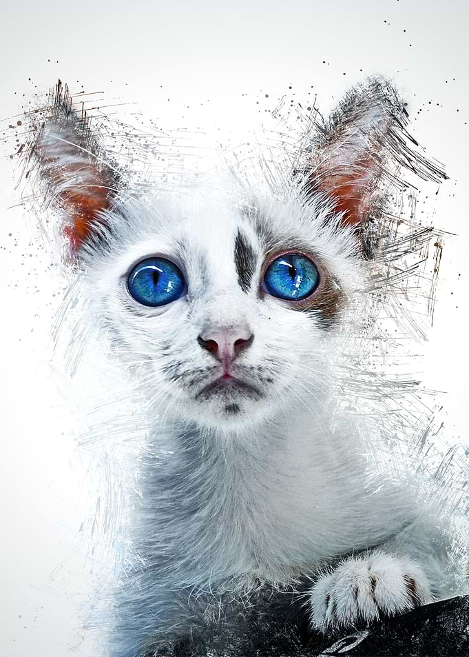 Cat Cute Animal
