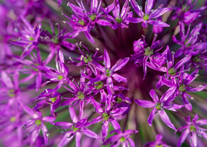 Purple onion