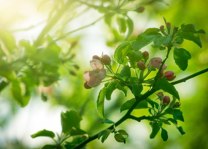 Spring Garden in Blossom